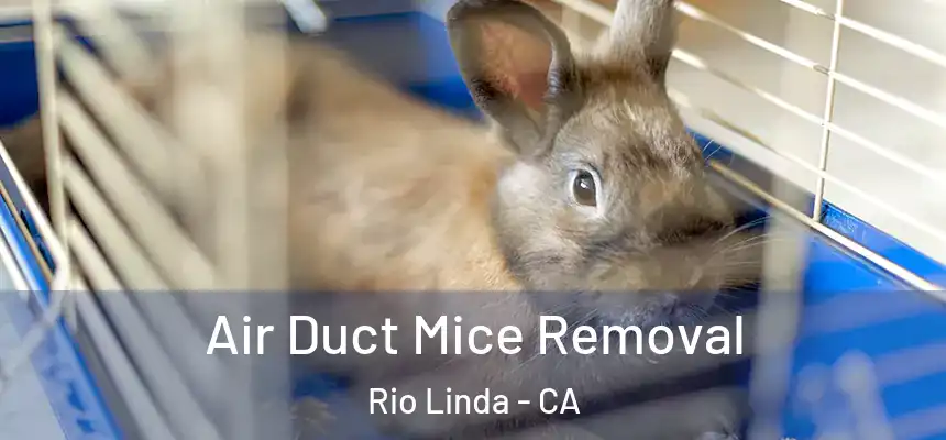 Air Duct Mice Removal Rio Linda - CA
